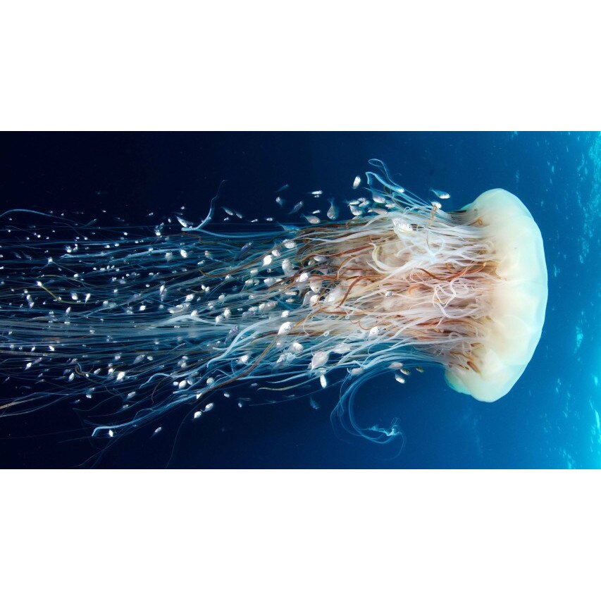 Fototapet autoadeziv Meduza sub apa, 75x110 cm